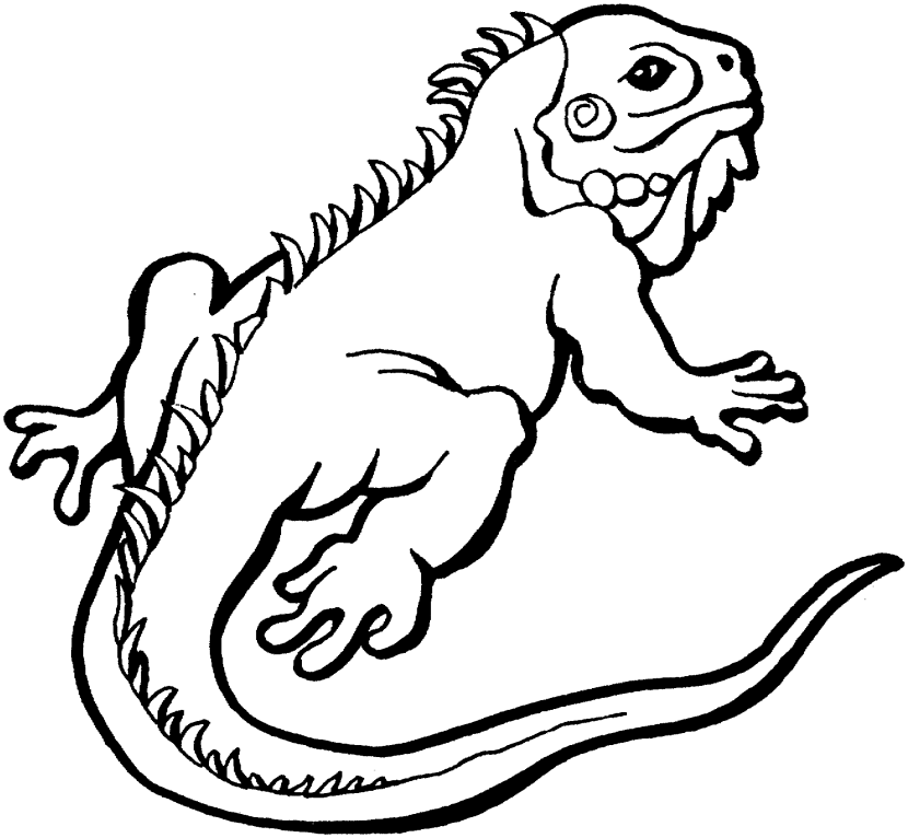 Iguana Clip Art