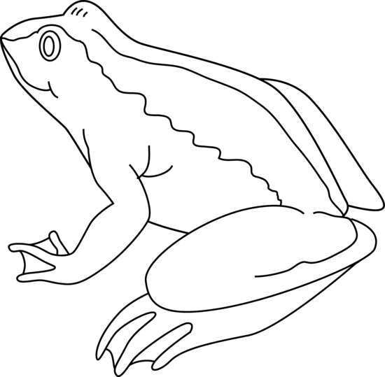 Outline Of A Frog