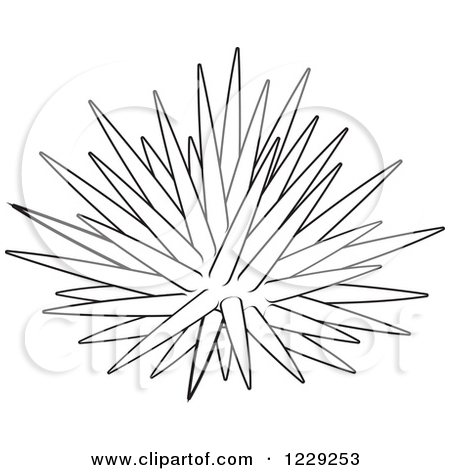 Outlined Sea Urchin by Alex B - Sea Urchin Clipart