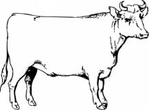 Ox Clipart. Beef Steer Clipart