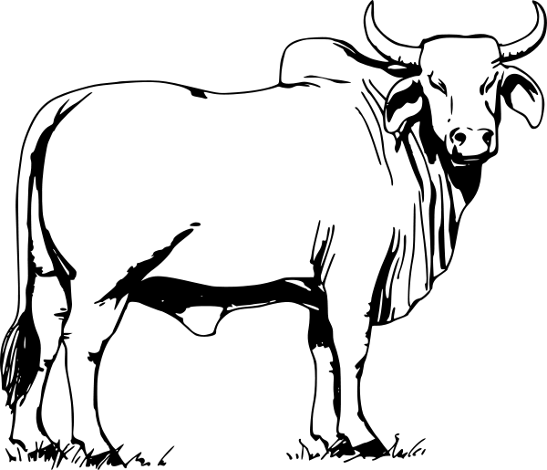 Bull Clipart. Ox Clipart