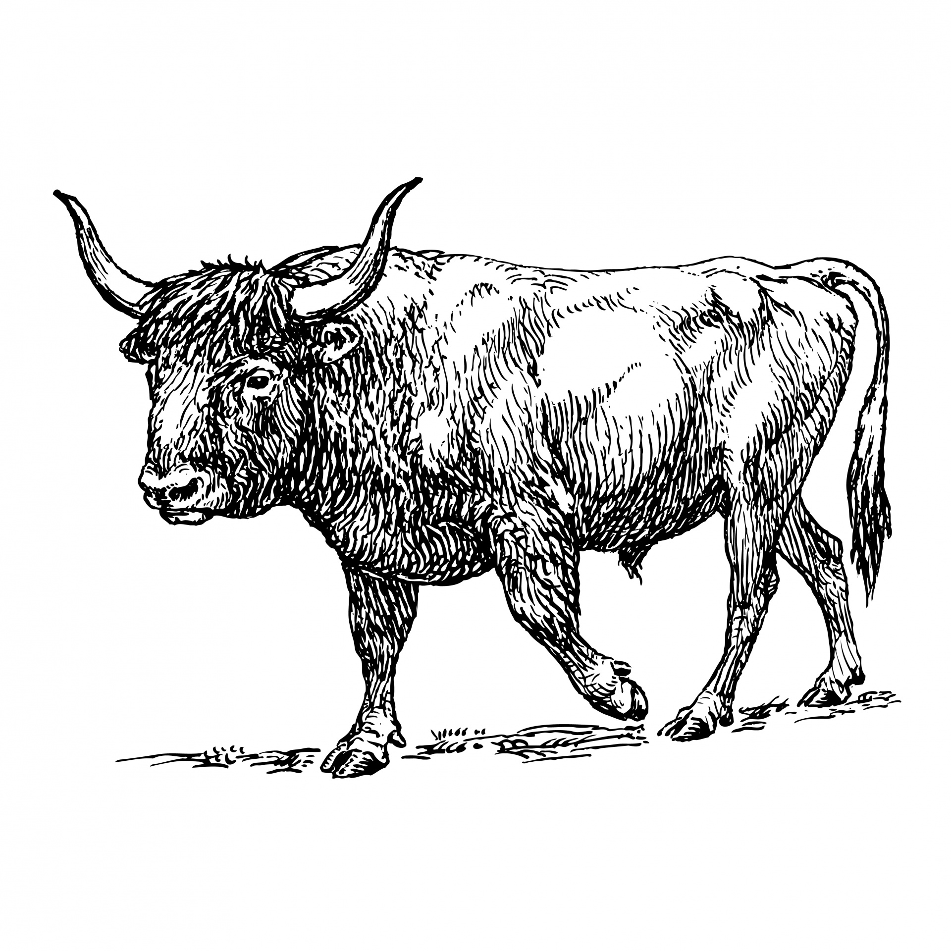 Royalty-Free (RF) Ox Clipart 