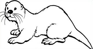 pages of white otter . - Sea Otter Clip Art