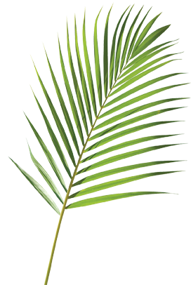 Single Palm in Calming Green