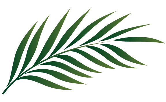 Palm Leaf Outline