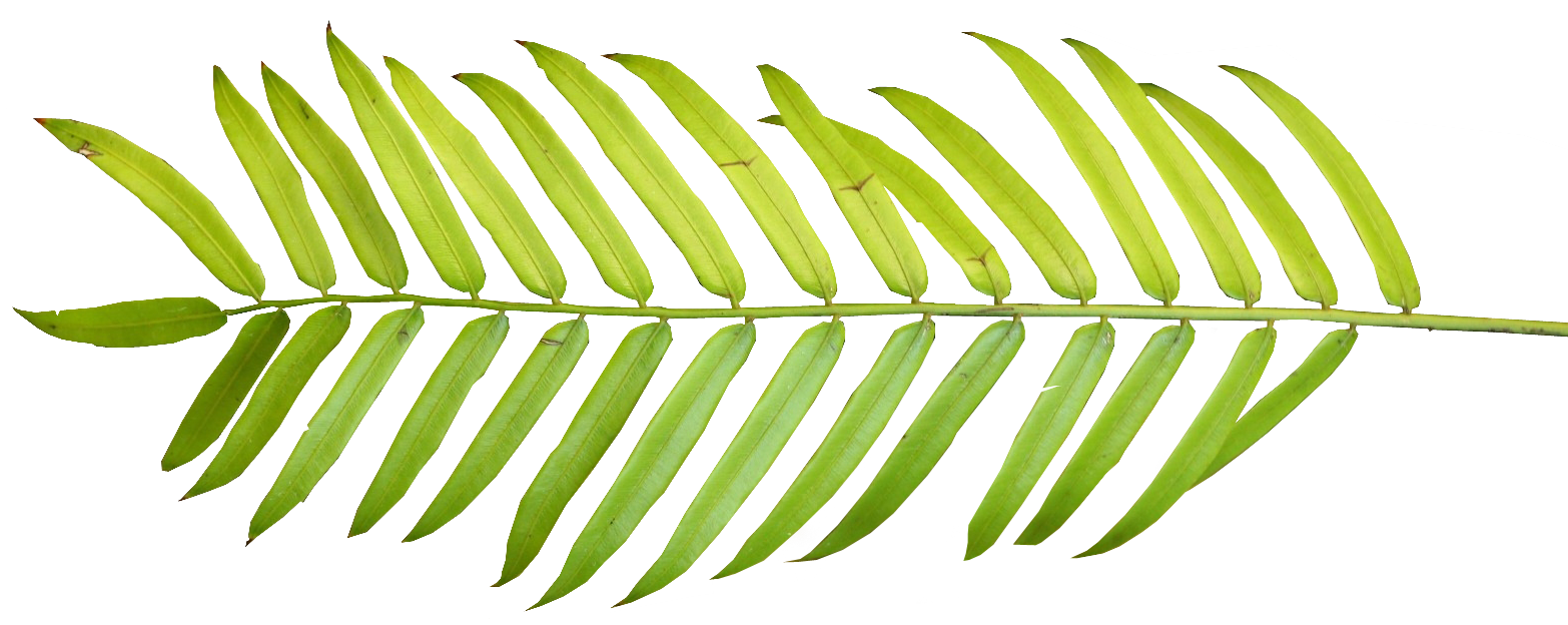 Silhouette of palm leaf