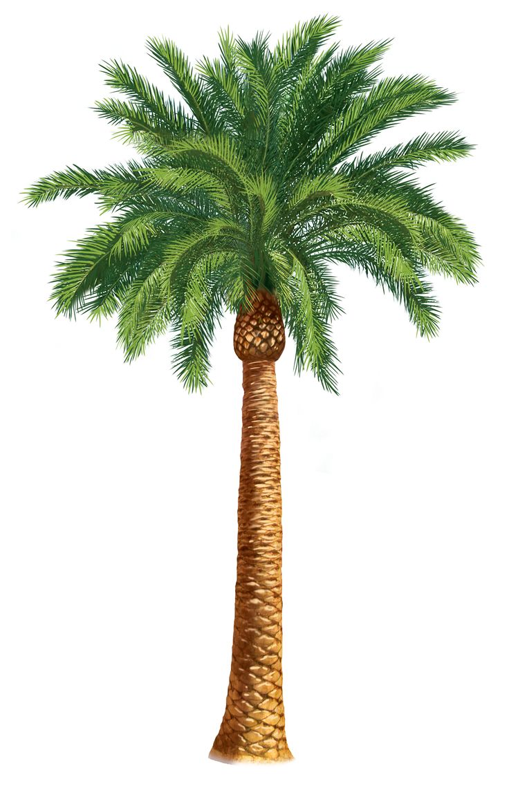 Palm Trees Clip Art | Units 5 - Palm Clipart