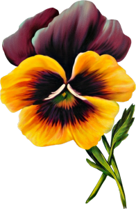 Pansy Clipart - clipartall ...