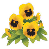 Pansy u0026middot; Gold Pansy Flowers