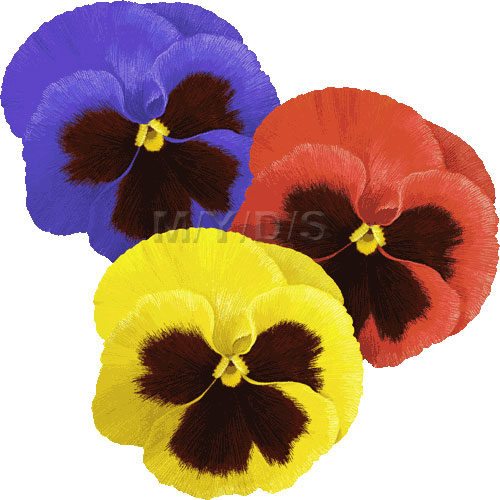 Pansy Violets clipart picture .