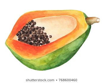 Papaya half by watercolor. Papaya watercolor illustration on white  background. Exotic fruit with green