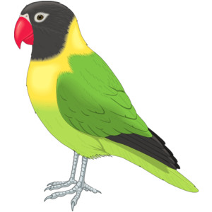 Parakeet clip art - vector .