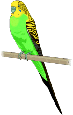 Parakeet Clipart Clipart Best - Parakeet Clipart