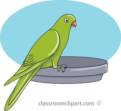 parakeet. Parakeet Bird Size: - Parakeet Clipart