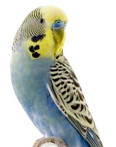 parakeet - Parakeet Clipart