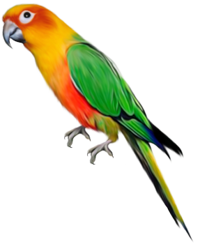 Parrot. Cute Parrot Clipart