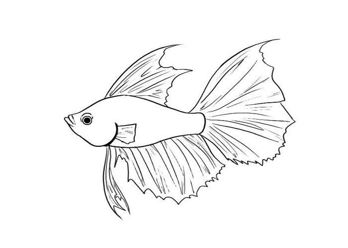 Cartoon Betta Fish Siamese Fi