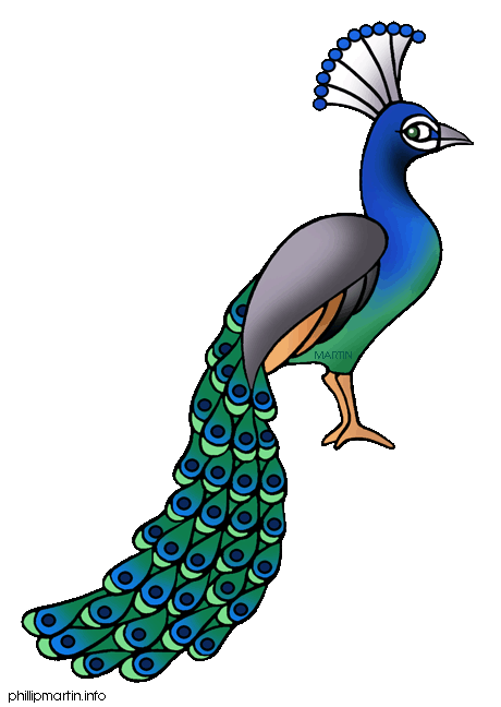 Cartoon peacock vector clip .
