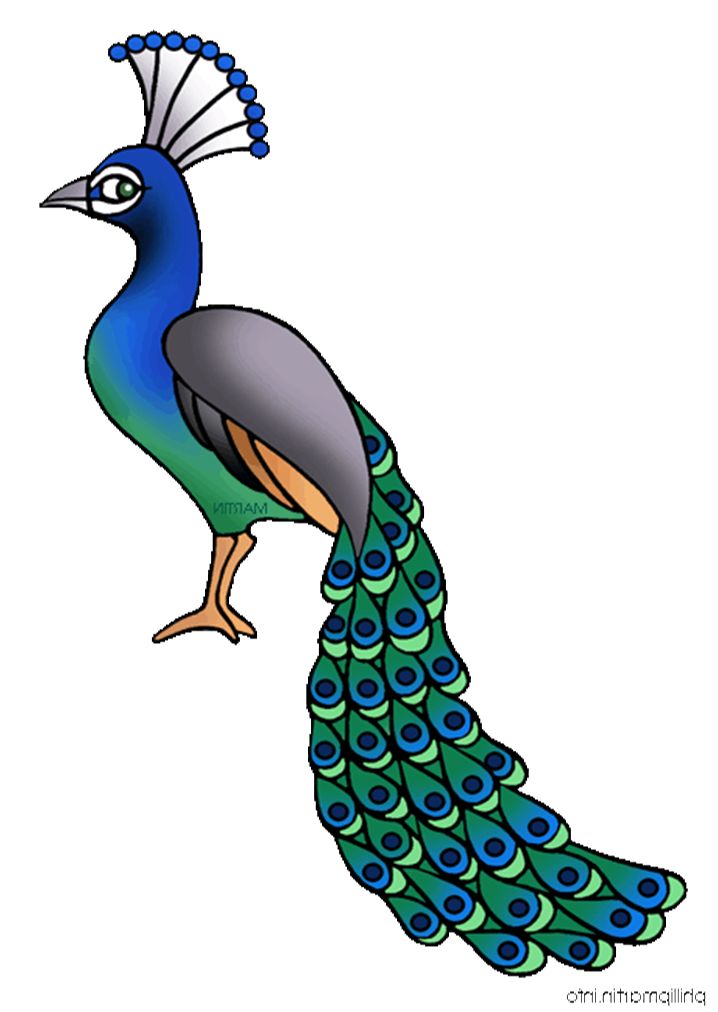 Cartoon peacock vector clip .