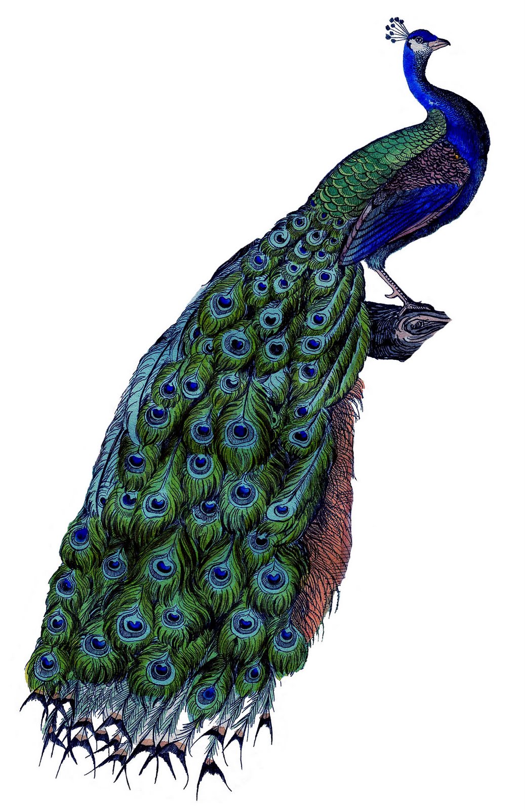 Peacock Clipart Free | Clipar - Peacock Clipart Free