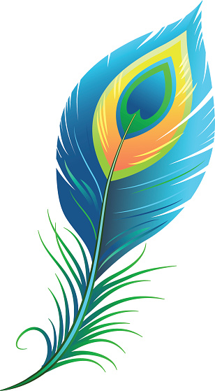 Peacock feather vector art .