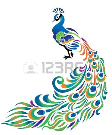 peacock: Peacock with tail dissolved on the white background.