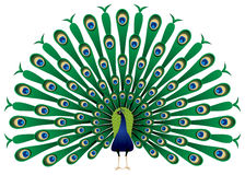 Peacock raise his feathers in Royalty Free Stock Photography