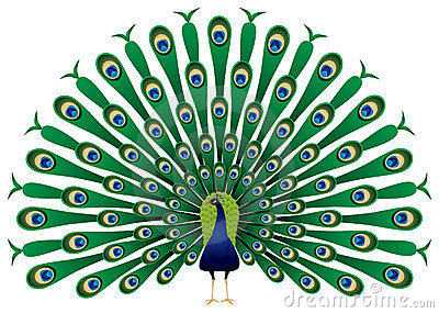 peacock: Peacock with tail di