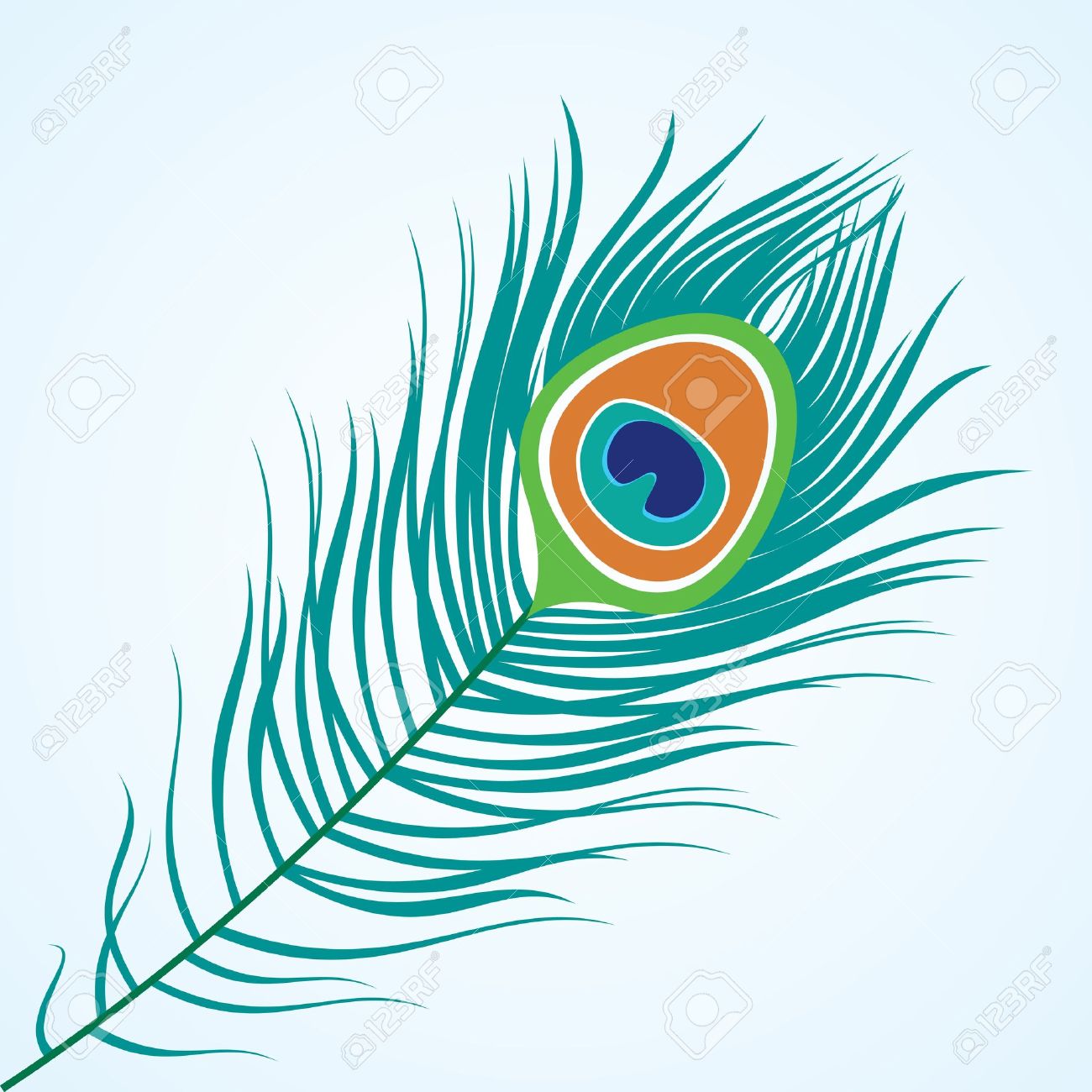 peacock: Vector isolated peacock feather Illustration