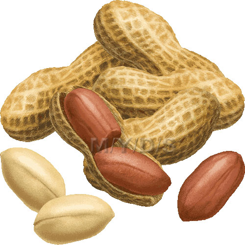 Peanut Groundnut Clipart Free - Peanut Clipart