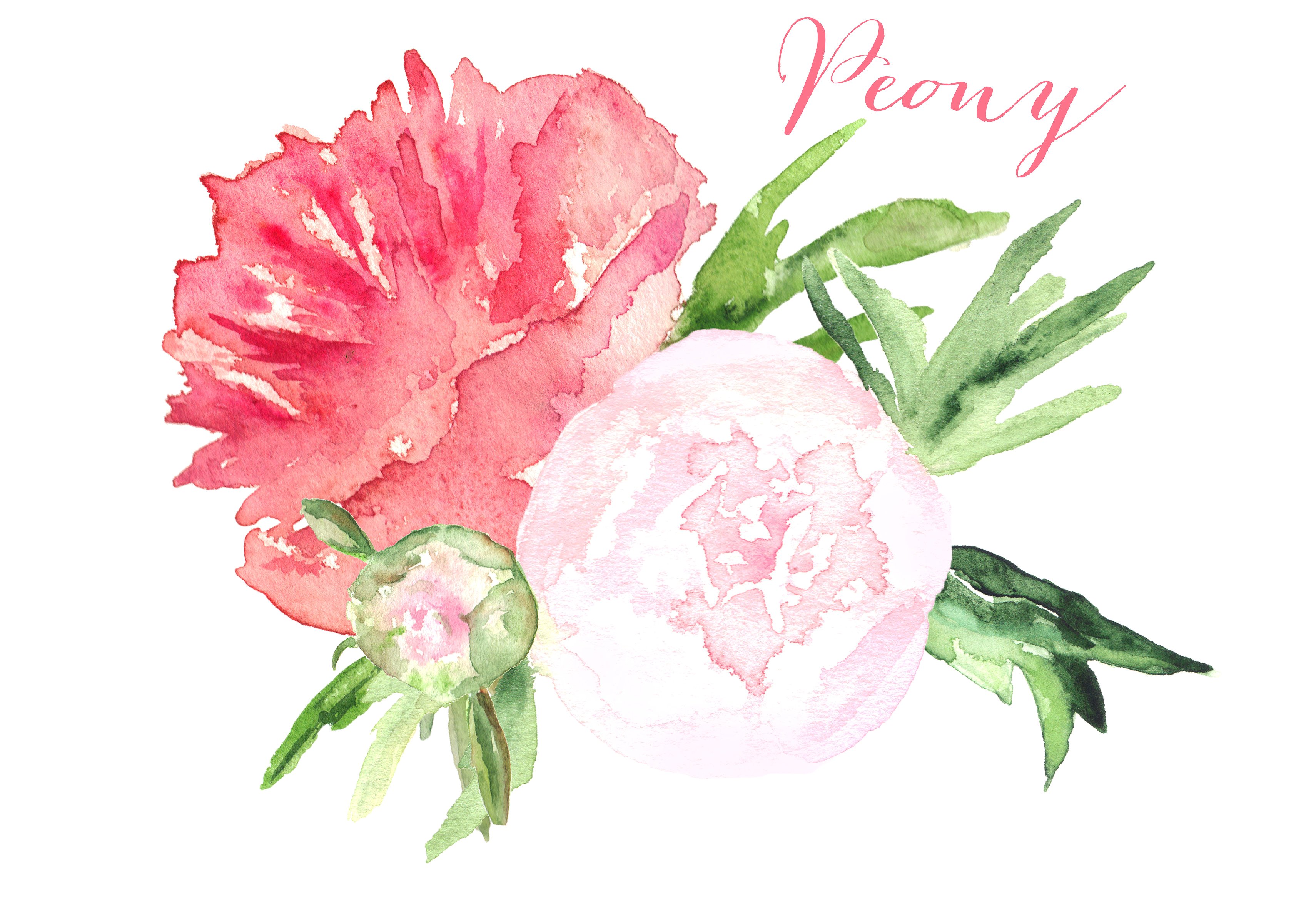 Vector Peony Flower Closeup
