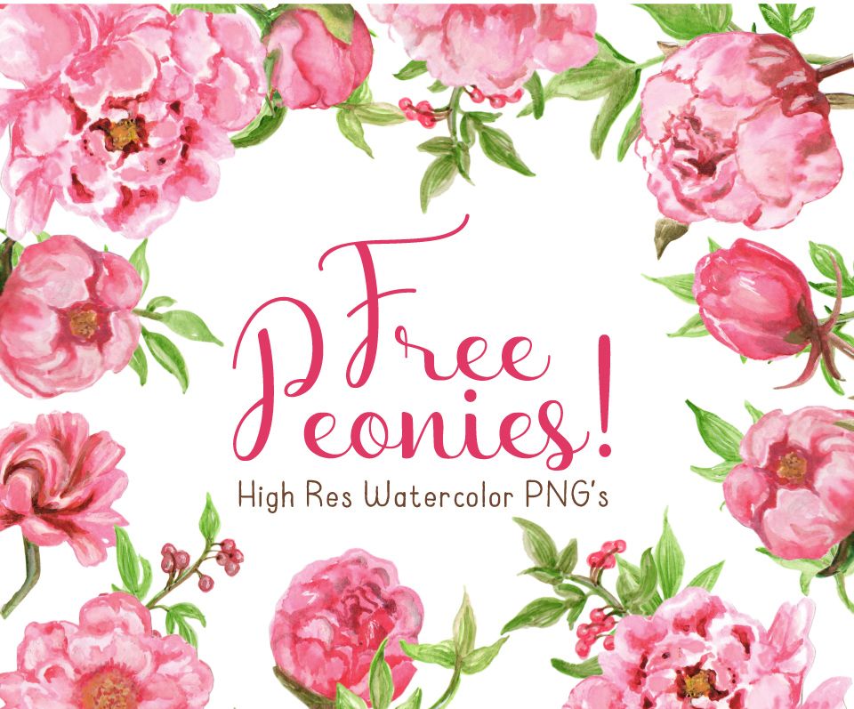 Free graphics · This Free Watercolor Peonies Clipart ClipartLook.com 