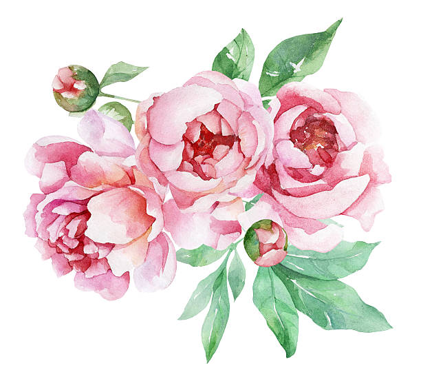 Pink watercolor peonies with  - Peony Clipart