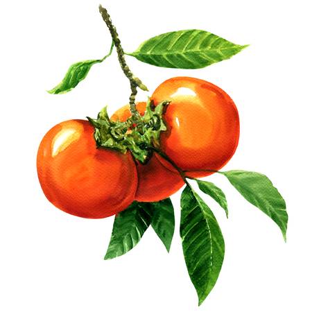persimmon, Tomato, Red Persim