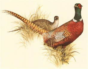 Birds Common Pheasant Clipart