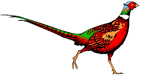 Pheasant Clip Art