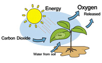 Photosynthesis Animation Size: 45 Kb From: Science