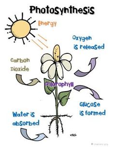 Photosynthesis Clipart. 1000  image about sr kg activities