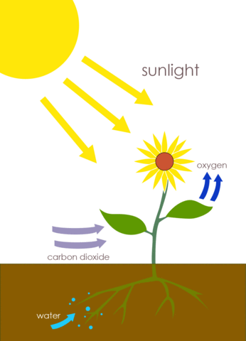 Photosynthesis Clipart. Photosynthesis Gif