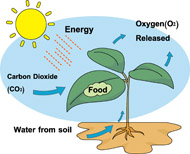 Photosynthesis Clipart. Photosynthesis Gif. Search Results