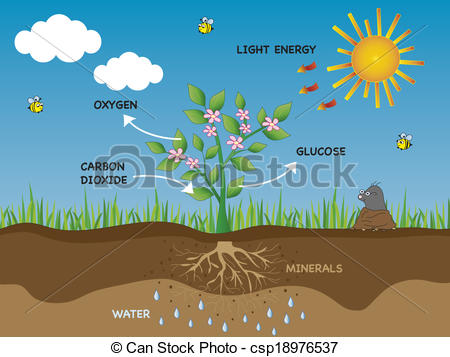 ... photosynthesis - illustration of photosynthesis in plant