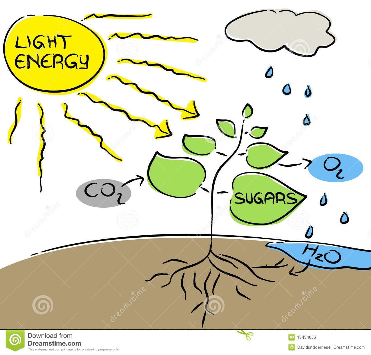 Photosynthesis Stock Illustra