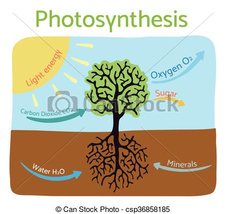 Photosynthesis process diagram. Schematic vector illustration. - csp36858185