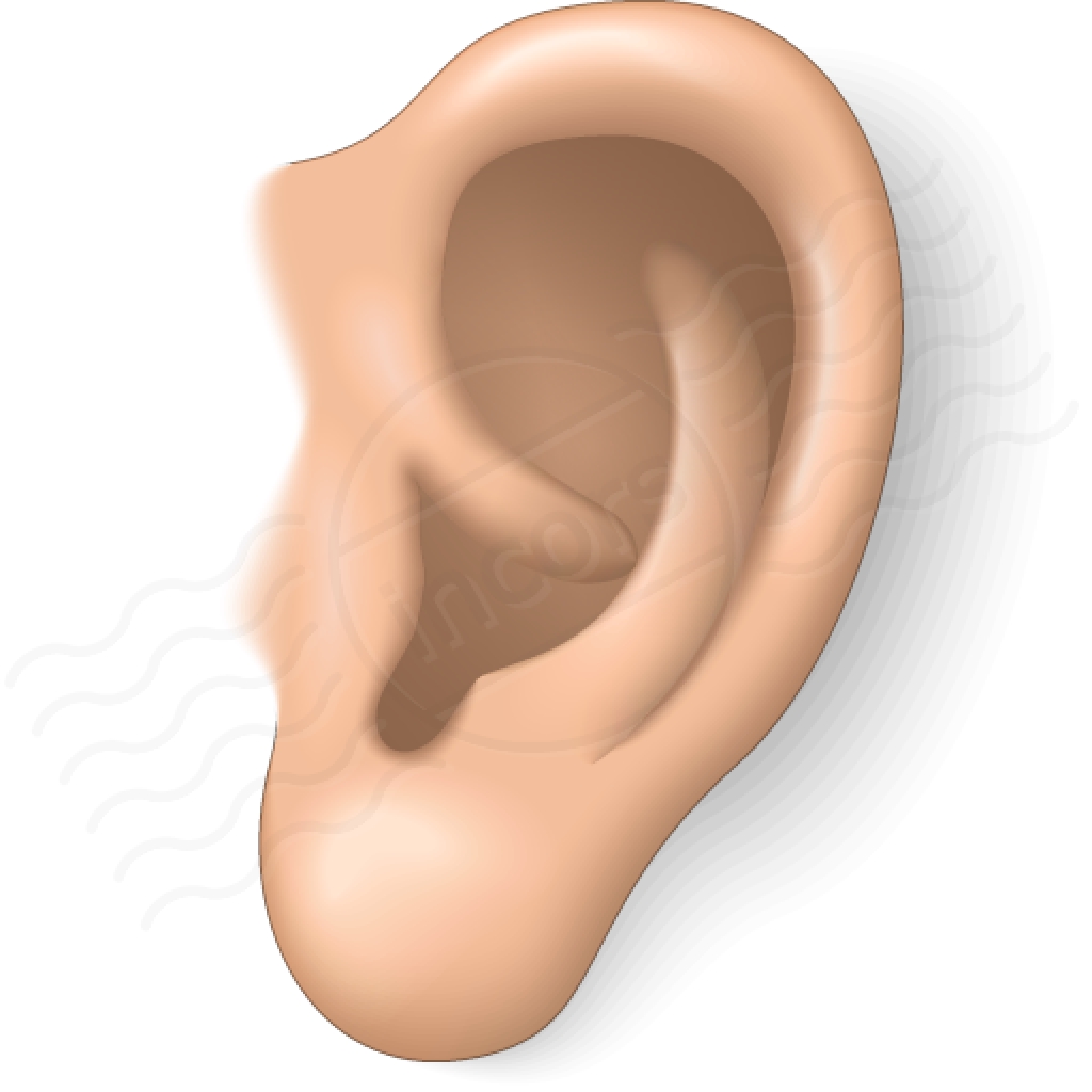 Picture of ear clipart