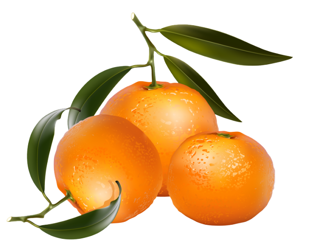 Pictures of oranges free download clip art on