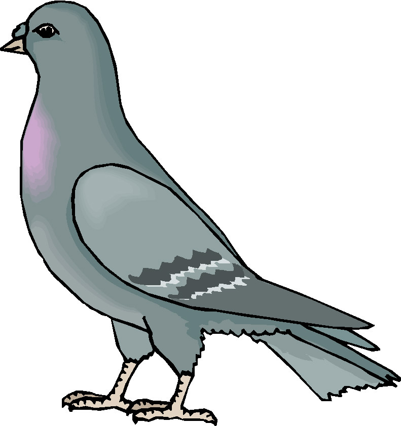 Flying Pigeon; Pigeon Silhoue