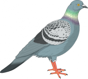 Pigeon - Pigeon Clip Art