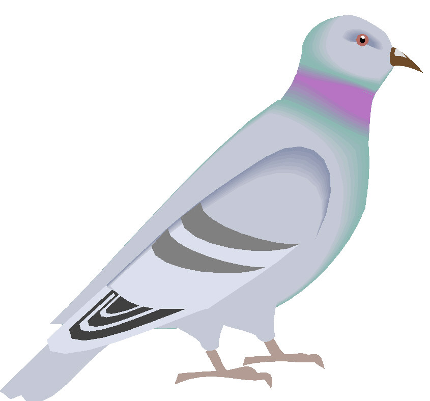 Pigeons clip art - Pigeon Clip Art