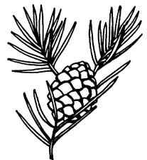 pine clipart - Pine Cone Clip Art