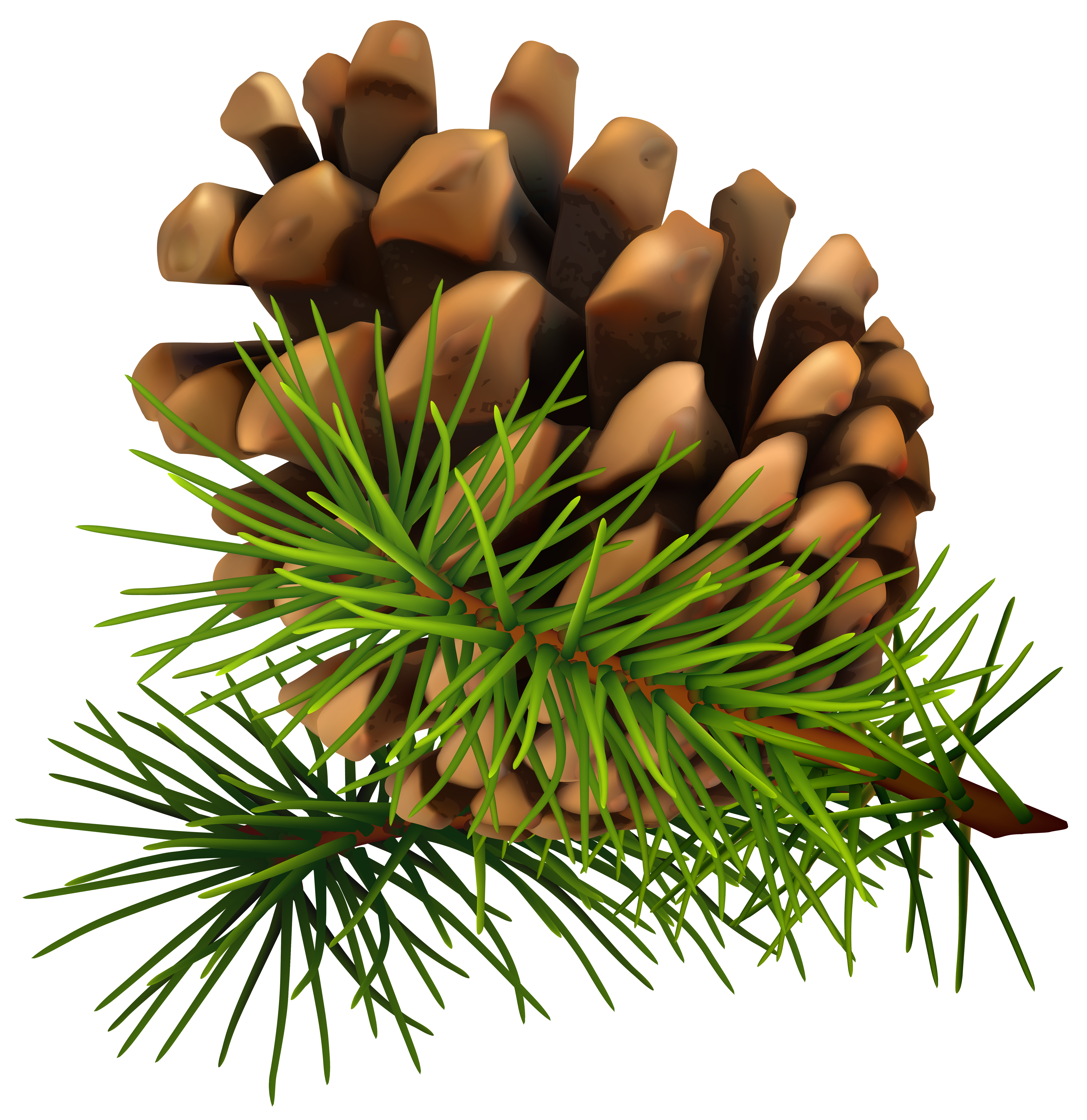 clip art pine cone